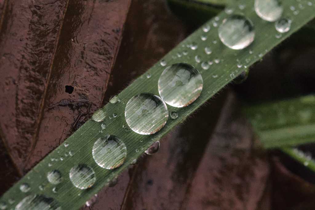 Makroaufnahme eines Grashalms mit einem Regentropfen