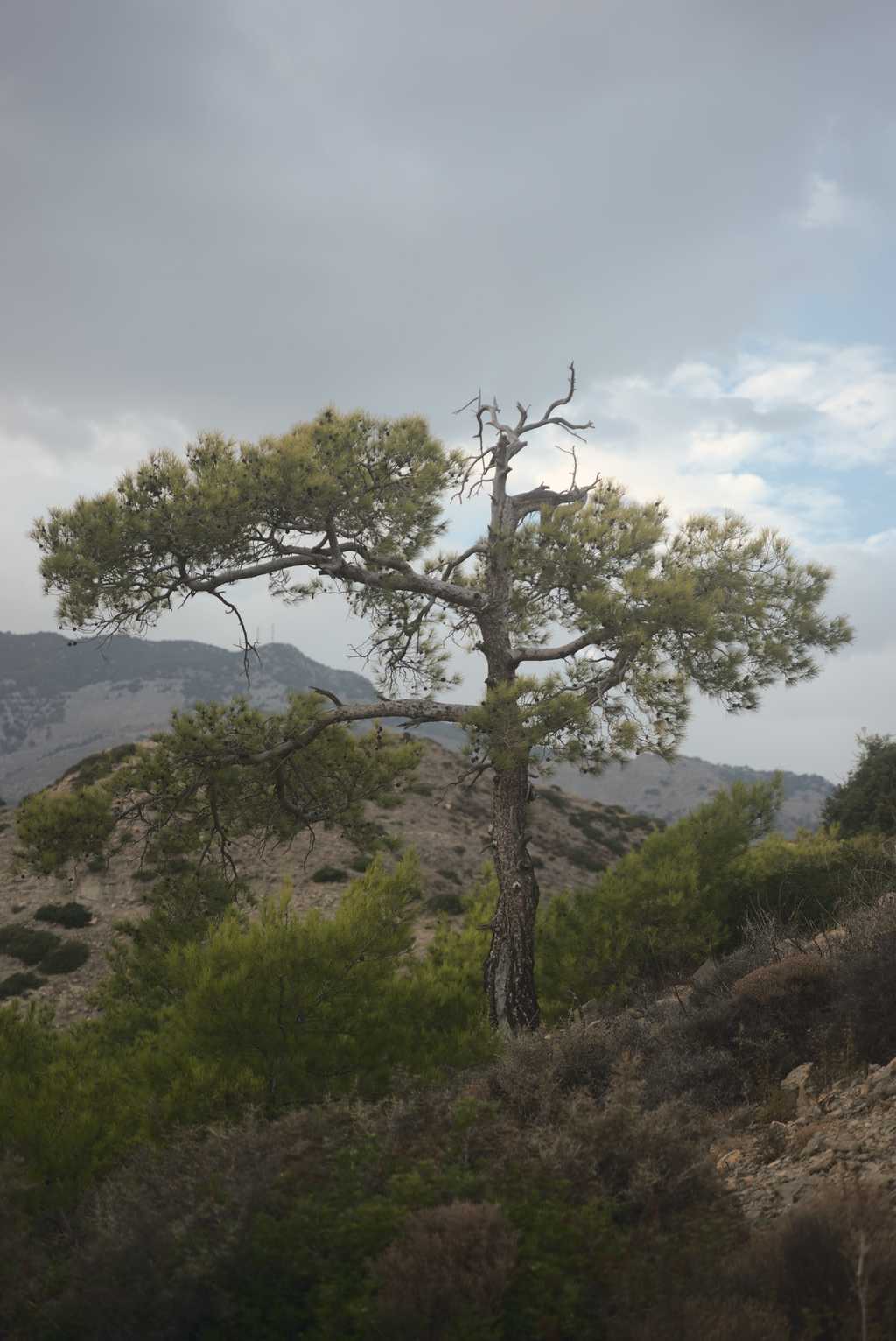 Bild eines alleinstehenden Baums auf Kreta